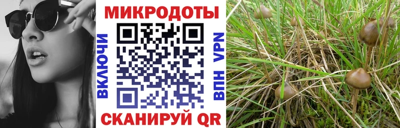 Галлюциногенные грибы Psilocybe  Владикавказ 